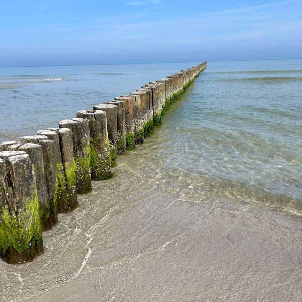 Moosbewachsene Buhnen die in das klare Wasser der Ostsee hereinragen.