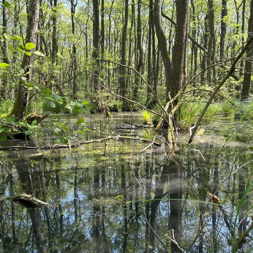 Ein Moor mit alten Bäumen im Darßer Urwald.