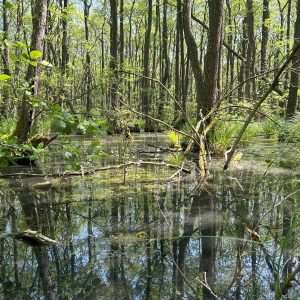 Ein Moor mit alten Bäumen im Darßer Urwald.