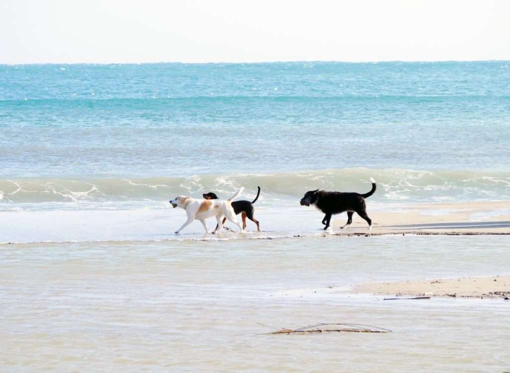 Drei Hunde beim Strandspaziergang an der Ostsee in Zingst.