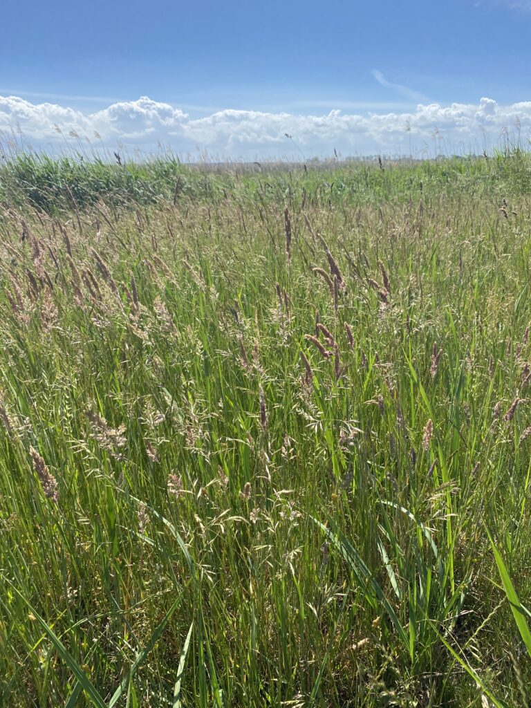 Eine grüne Wiese mit Gräsern.