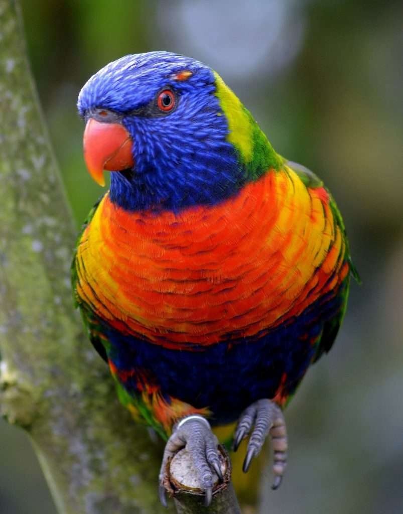 Papagei im Vogelpark Marlow mit blauem und orangefarbenen Gefieder.