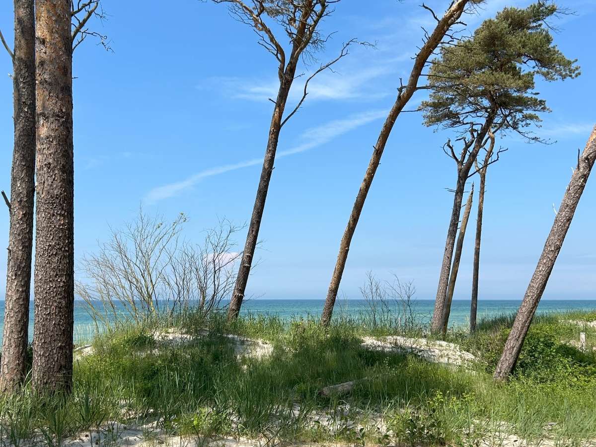 Weststrand von Fischland-Zingst-Darß. Man sieht Windflüchter auf einer Düne und im Hintergrund das blaue Meer.