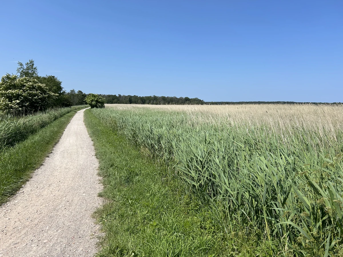Boddenlandschaft bei Born
